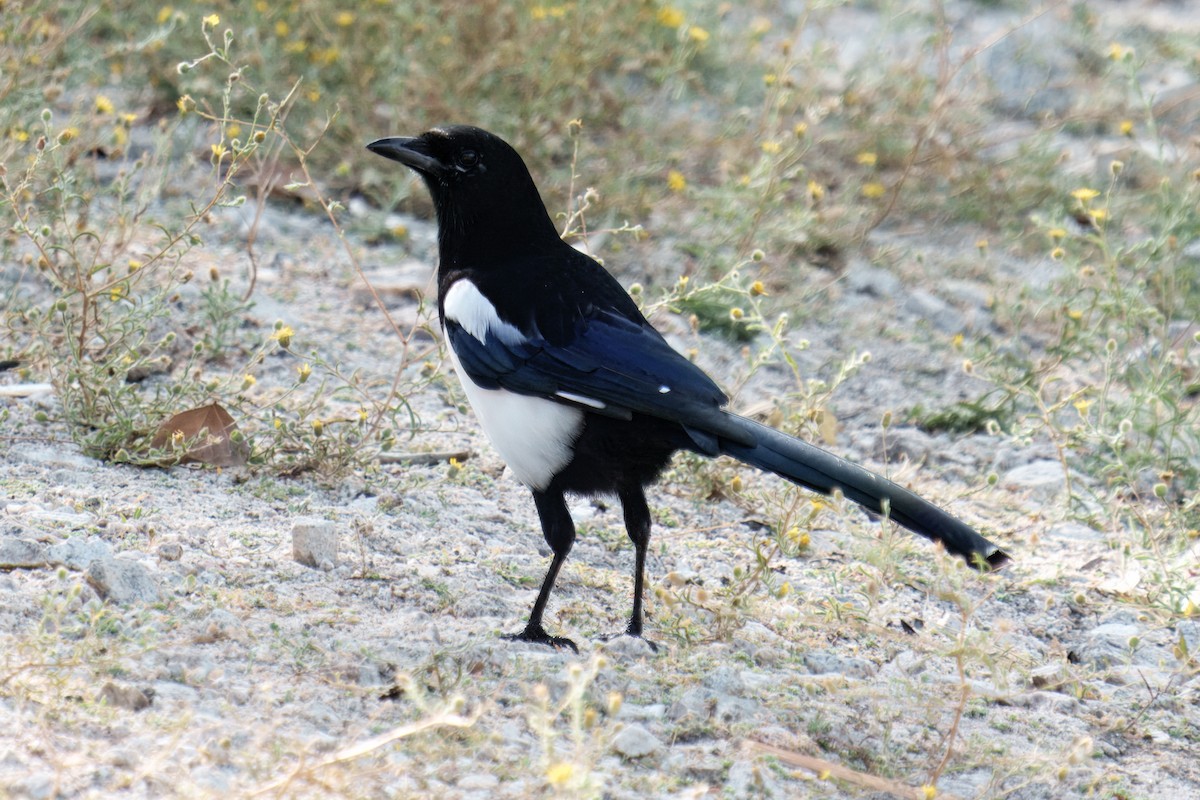 Eurasian Magpie - ML642738921