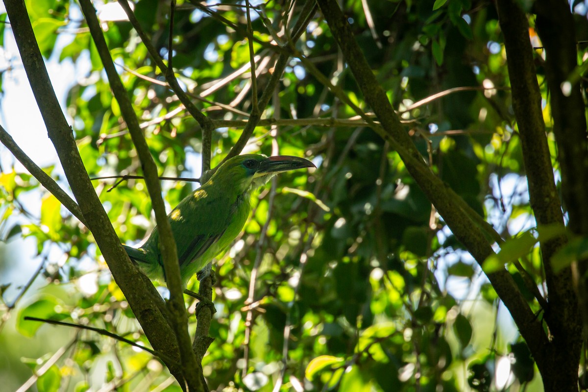 Groove-billed Toucanet - ML642738934
