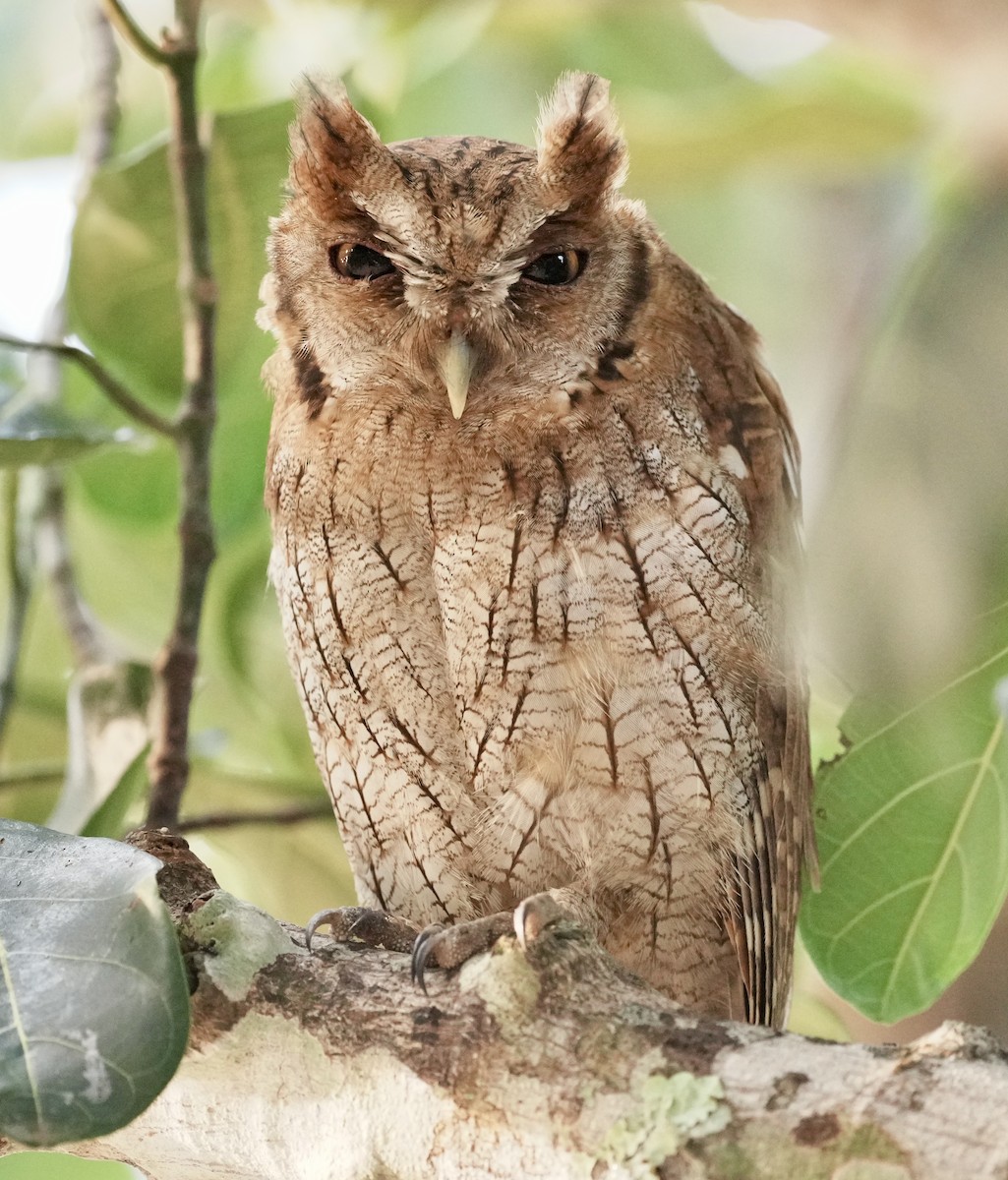 Tropical Screech-Owl - ML642738939