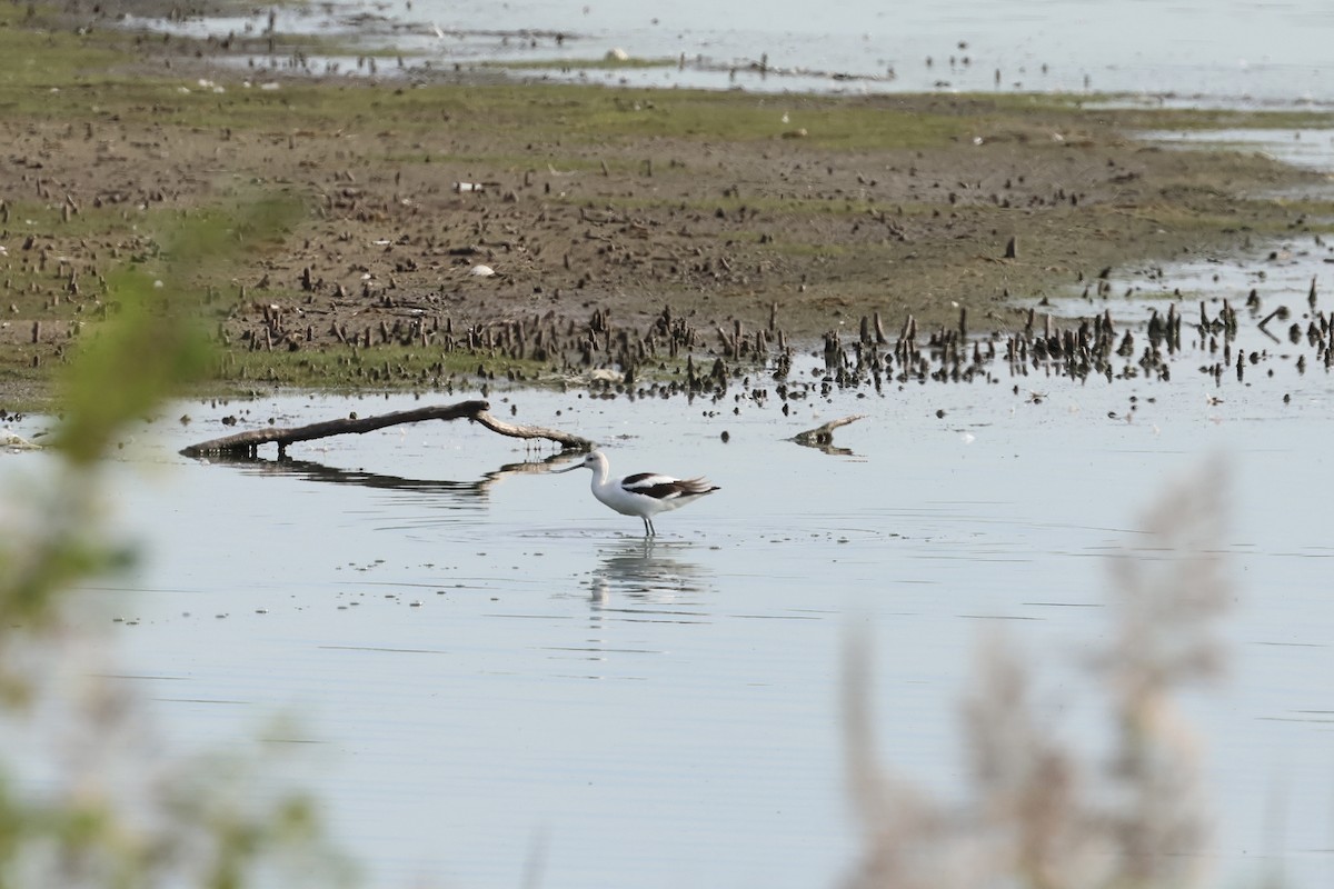 American Avocet - ML642738967