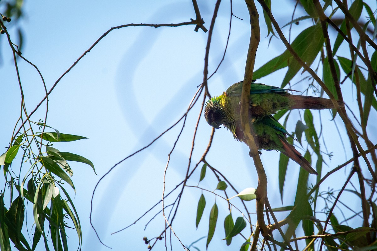 Painted Parakeet - ML642738983
