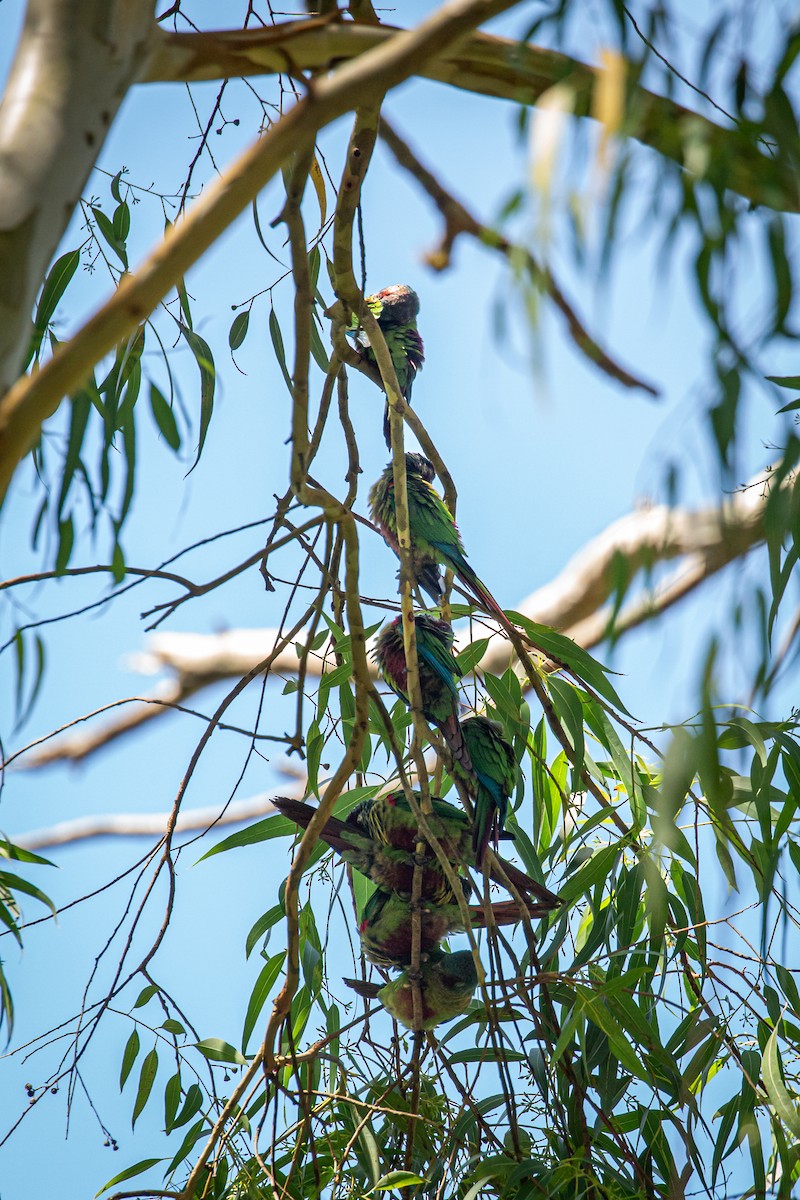 Painted Parakeet - ML642738984