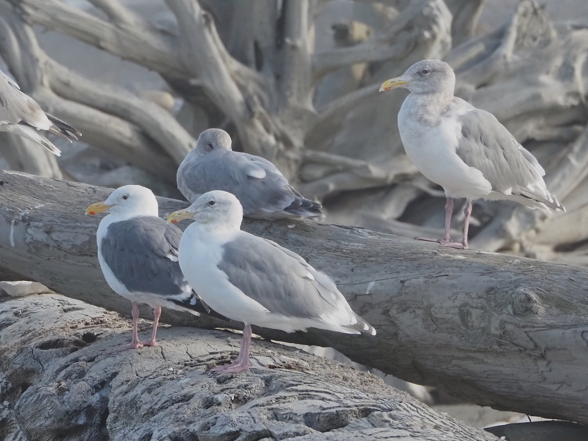 Glaucous-winged Gull - ML642738989