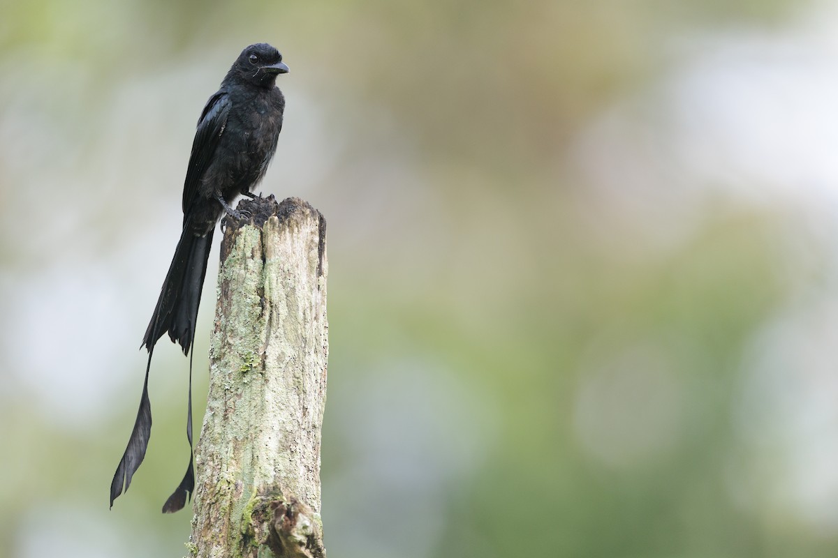 Greater Racket-tailed Drongo - ML642738996
