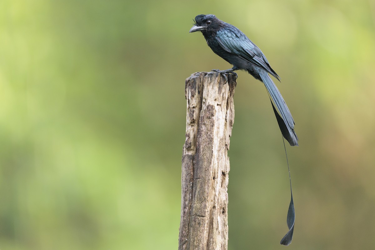 Greater Racket-tailed Drongo - ML642738997