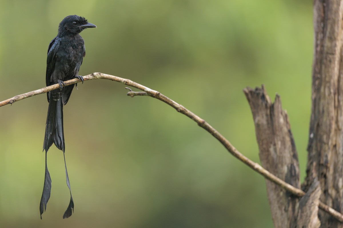 Greater Racket-tailed Drongo - ML642738998