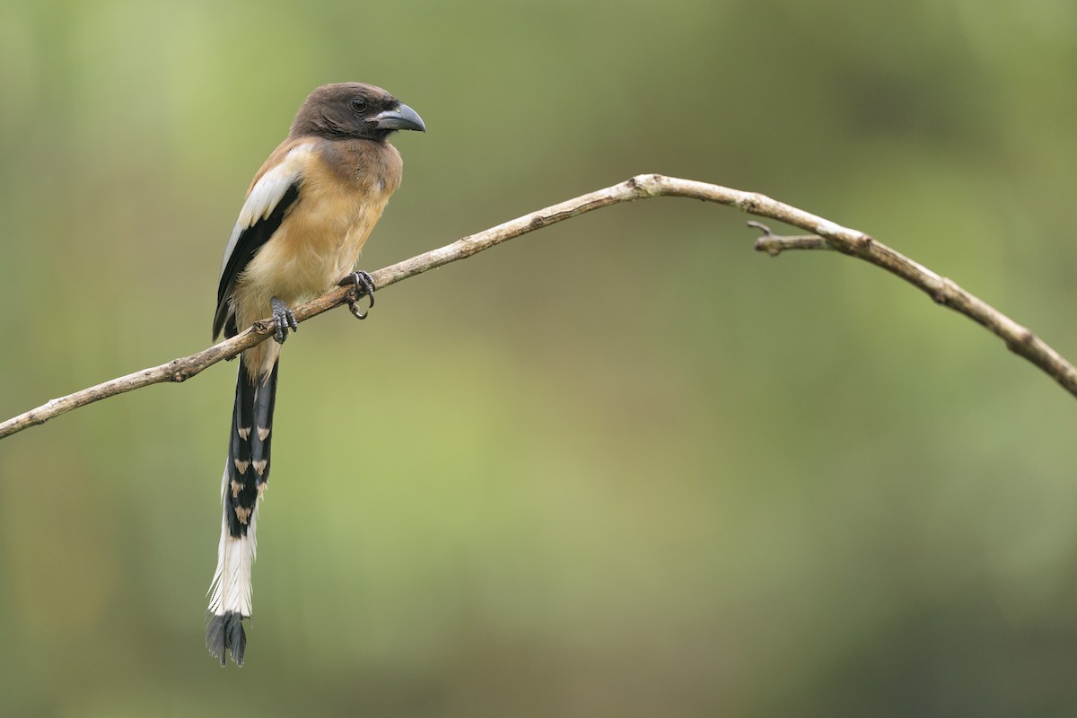 Rufous Treepie - ML642739004