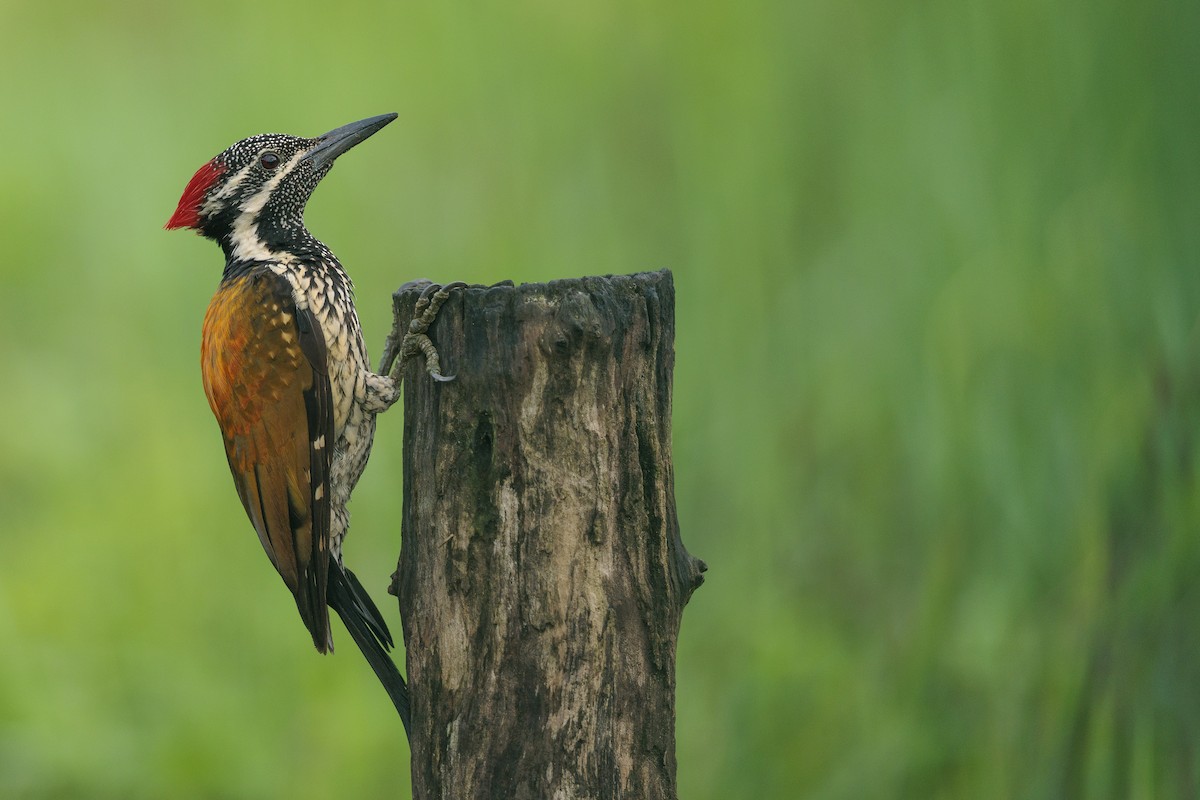 Greater/Common Flameback - ML642739014