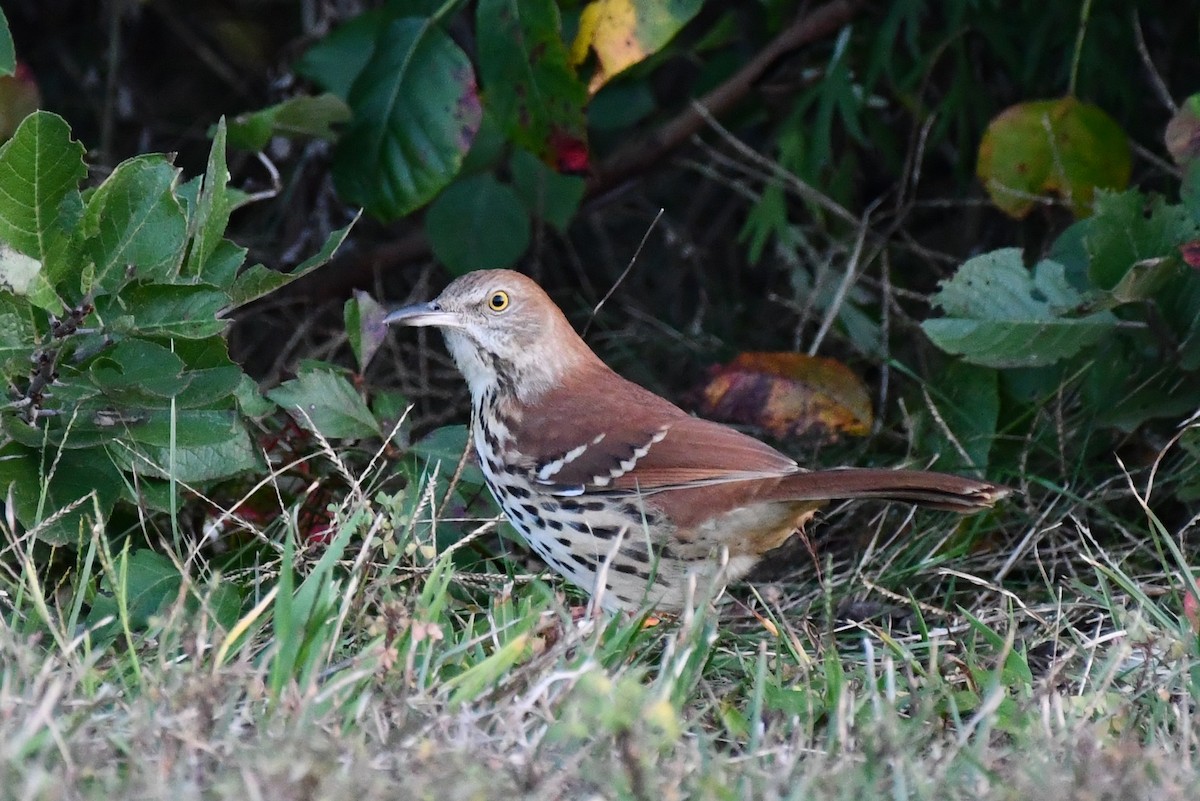 Brown Thrasher - ML642739029