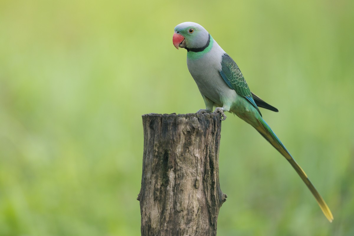 Malabar Parakeet - ML642739042