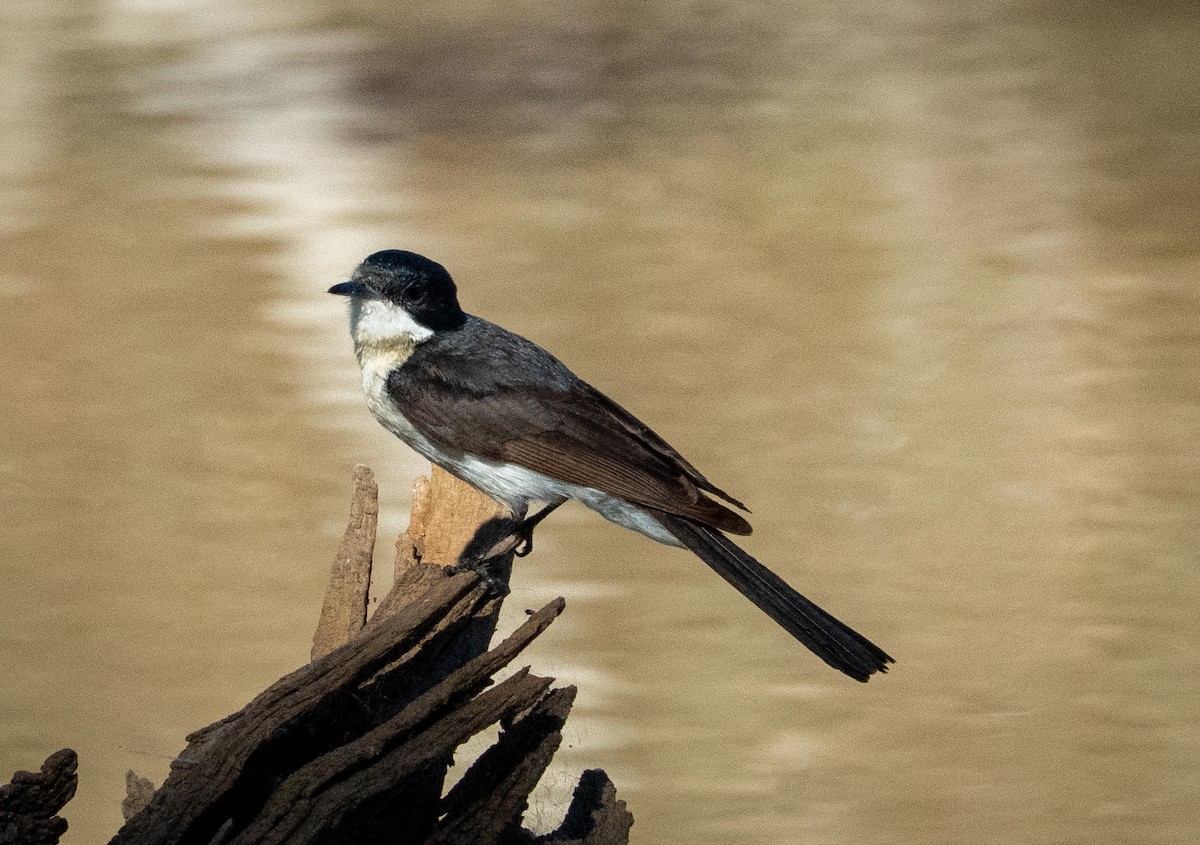 Restless Flycatcher - ML642739061