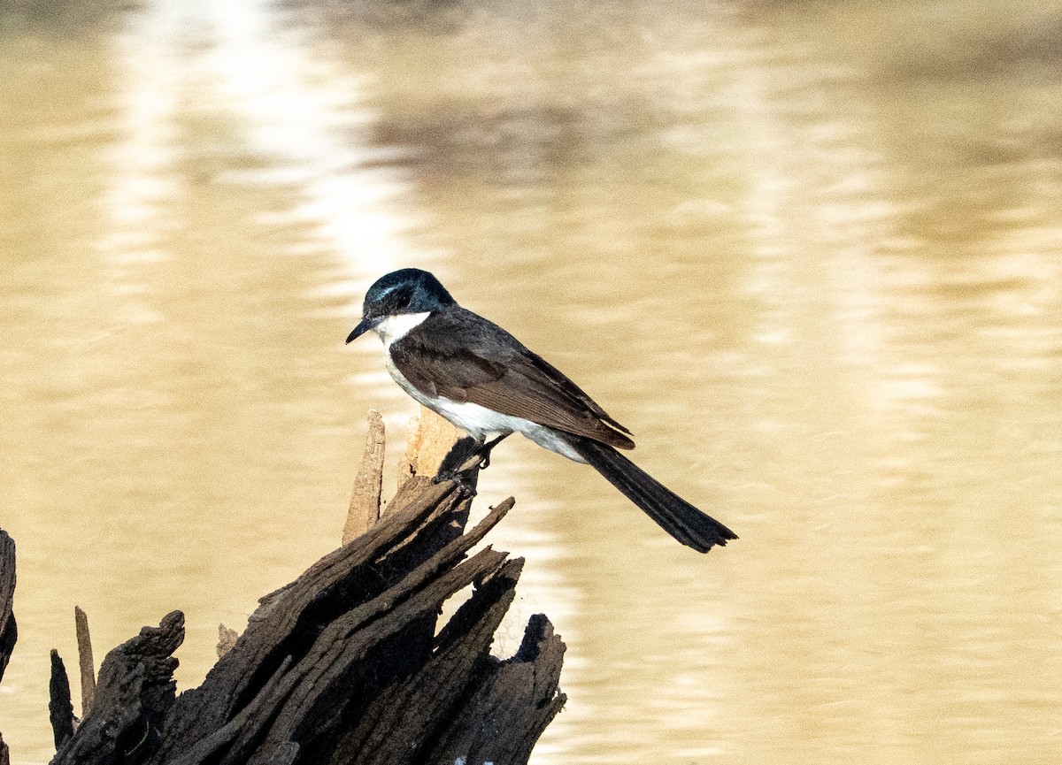 Restless Flycatcher - ML642739062