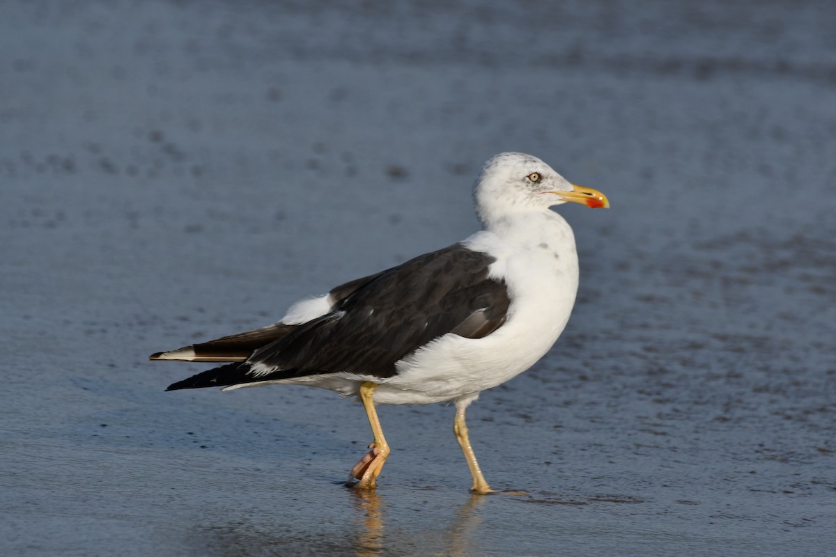 Lesser Black-backed Gull - ML642739080