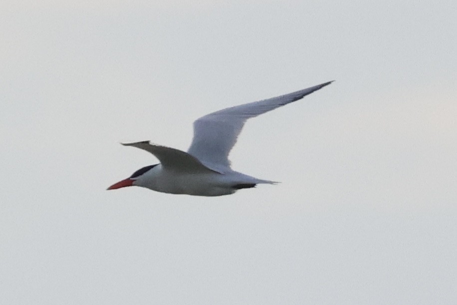 Caspian Tern - ML642739094
