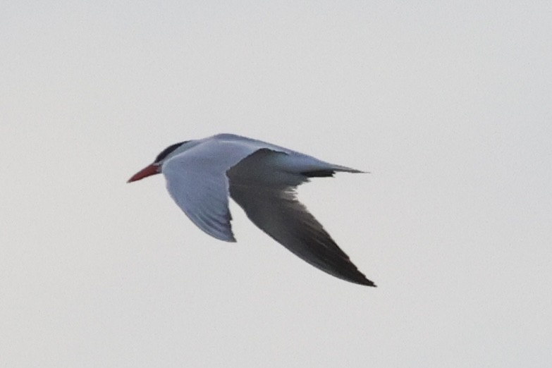 Caspian Tern - ML642739095