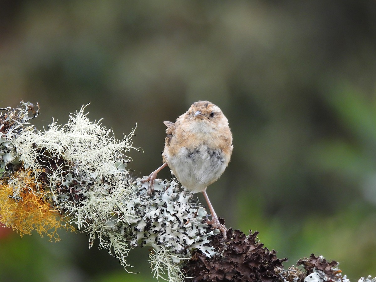 Grass Wren - ML642739111