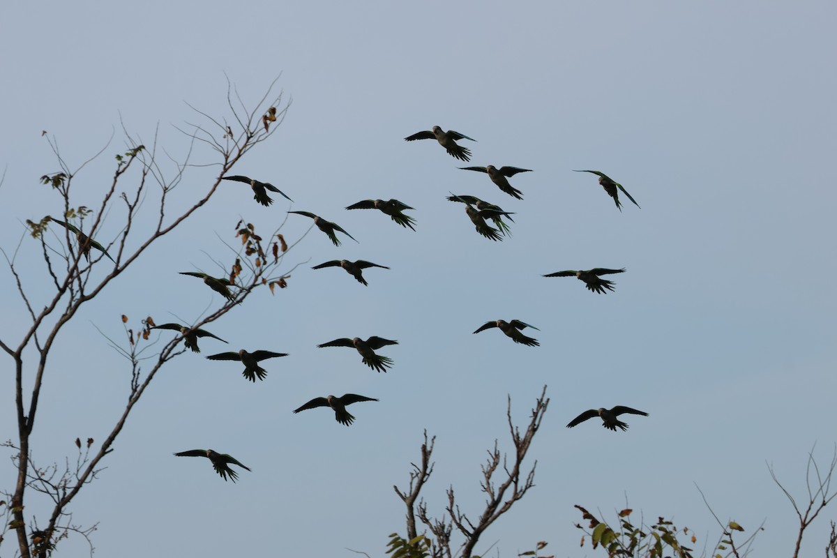 Monk Parakeet - ML642739119