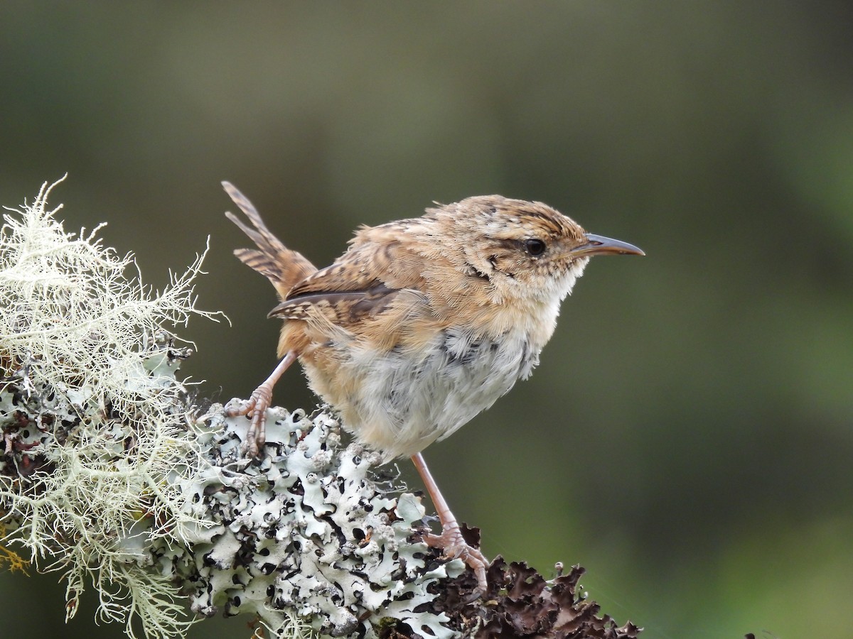 Grass Wren - ML642739120