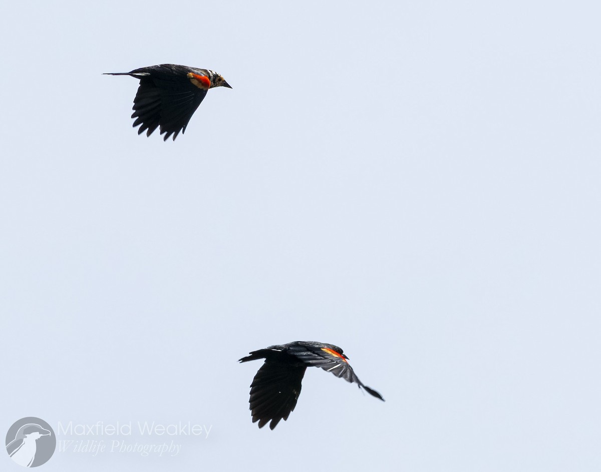 Red-winged Blackbird (Red-winged) - ML642739124