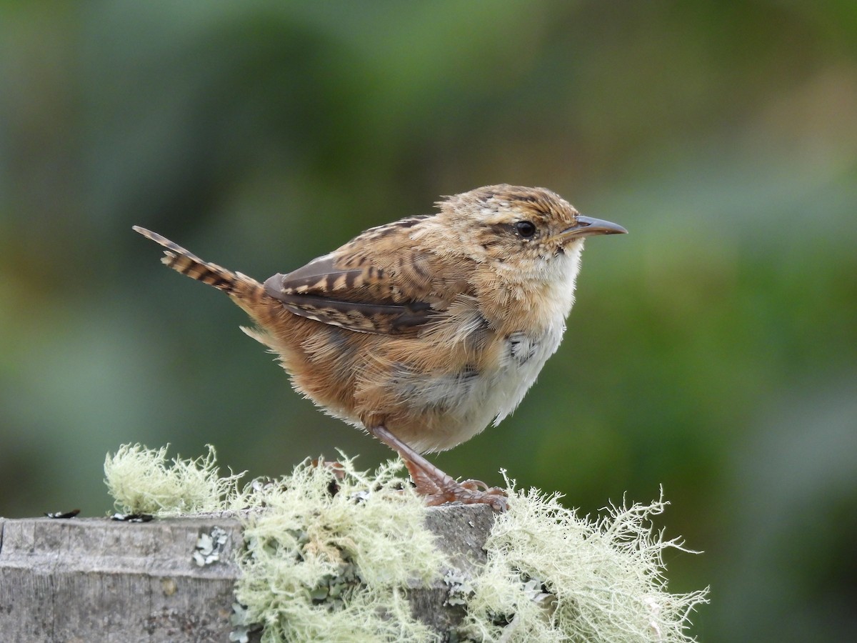 Grass Wren - ML642739126