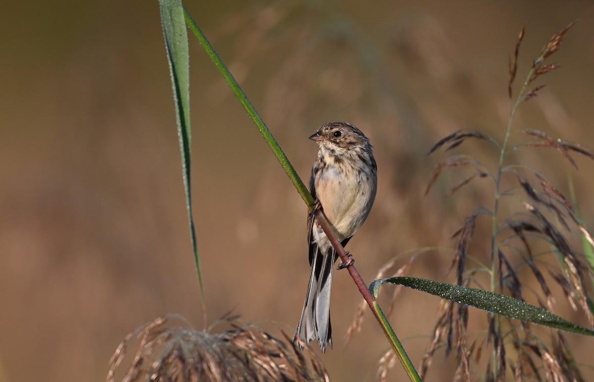 Pallas's Bunting - ML642739127