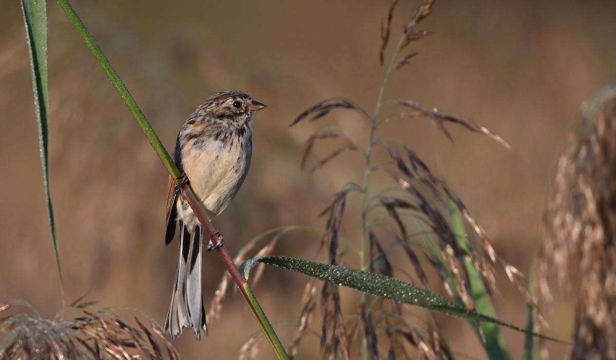 Pallas's Bunting - ML642739129