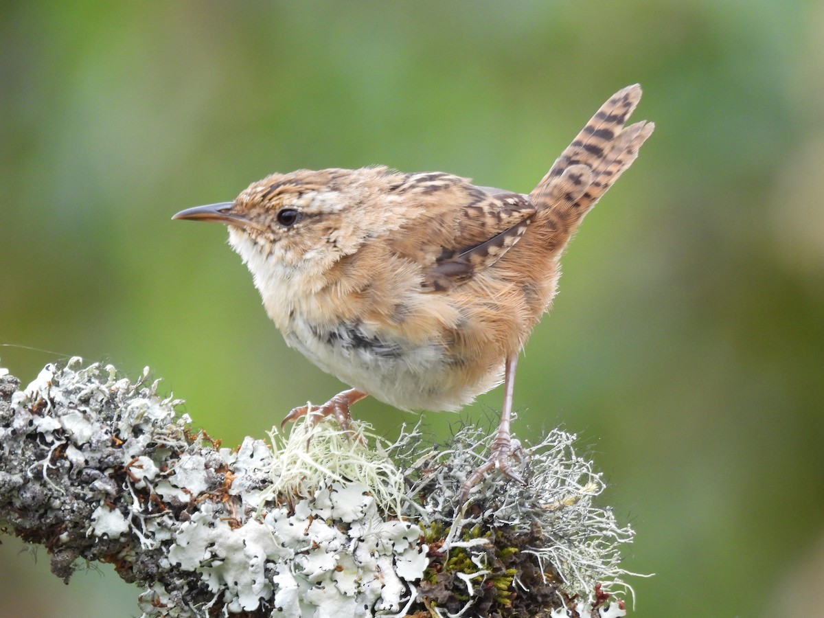 Grass Wren - ML642739131