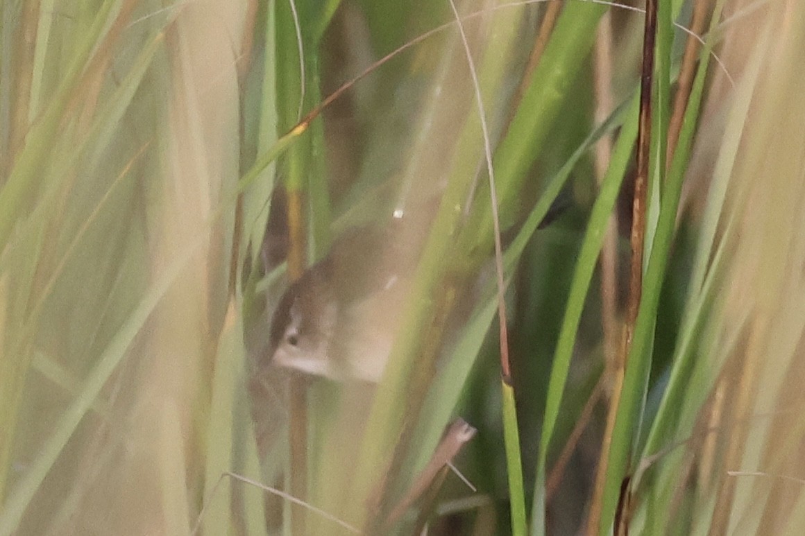 Marsh Wren - ML642739176