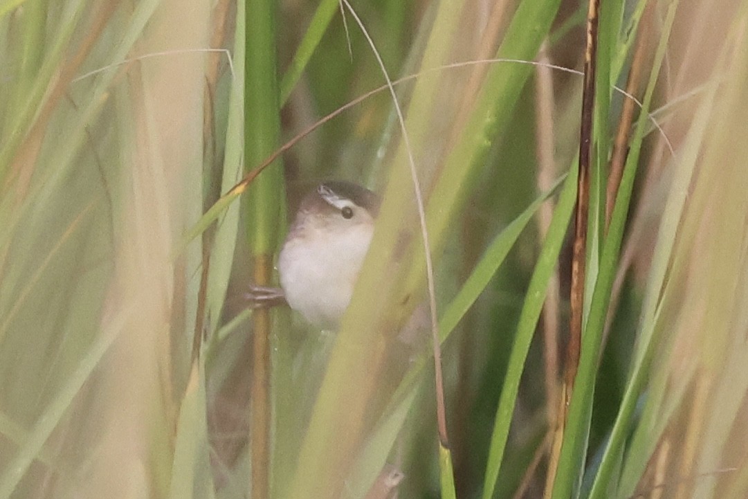 Marsh Wren - ML642739177
