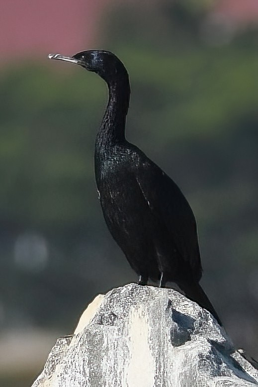 Pelagic Cormorant - ML642739202