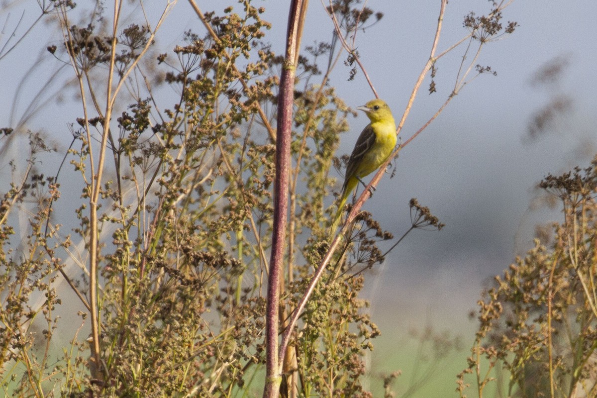 Orchard Oriole - ML642739225