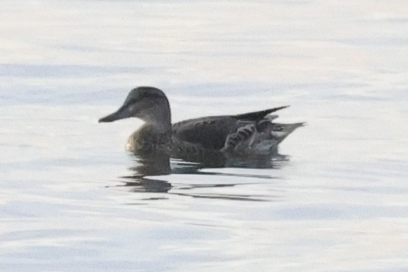 Green-winged Teal - ML642739227