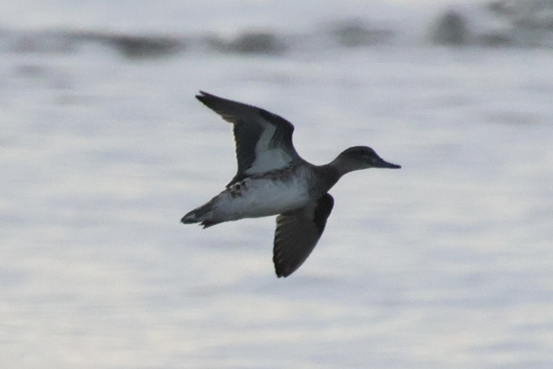 Green-winged Teal - ML642739228
