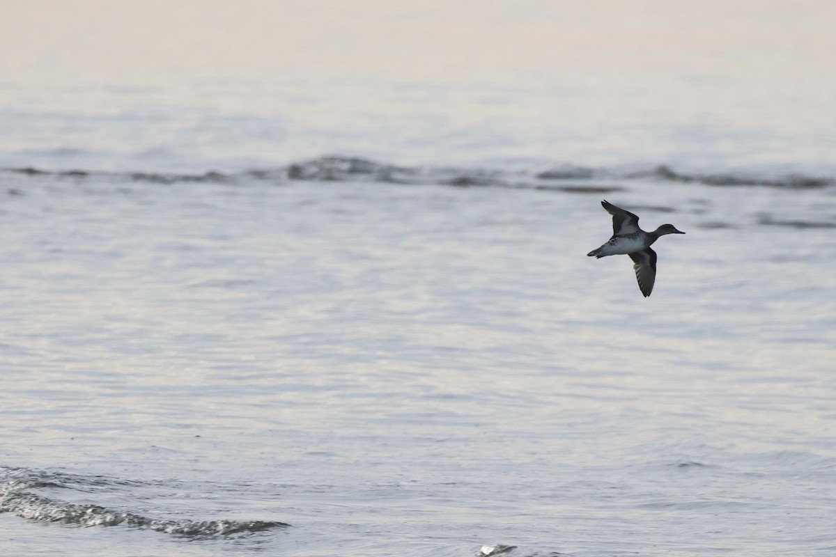 Green-winged Teal - ML642739229