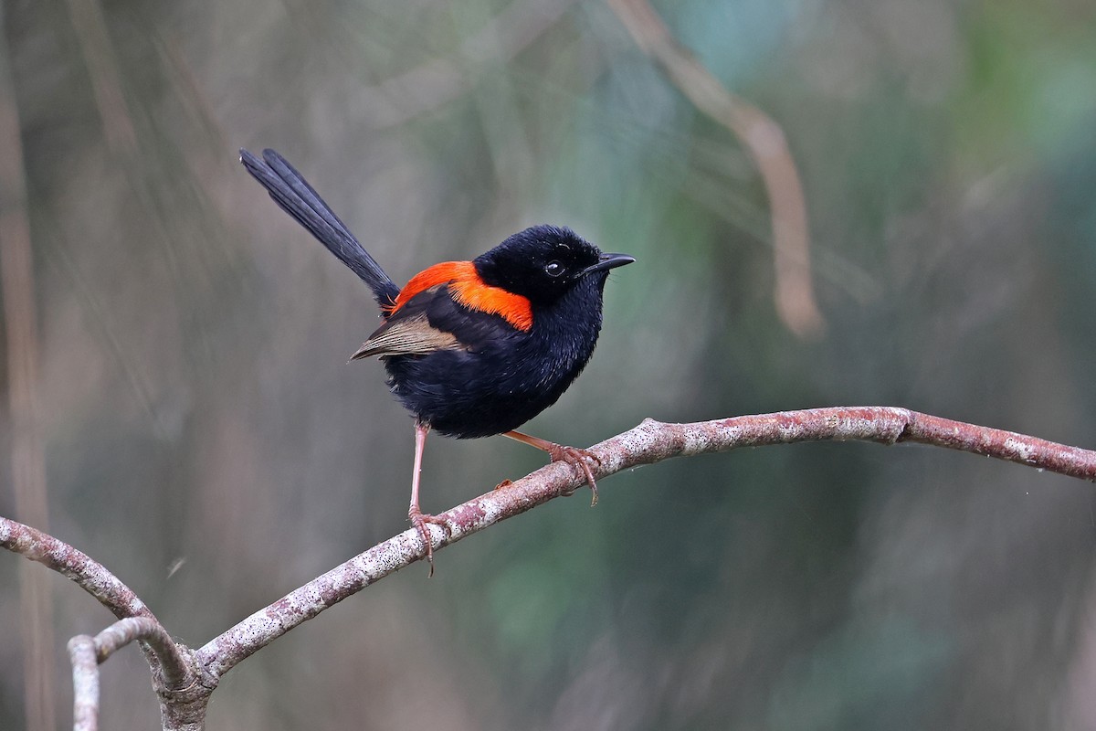 Red-backed Fairywren - ML642739236