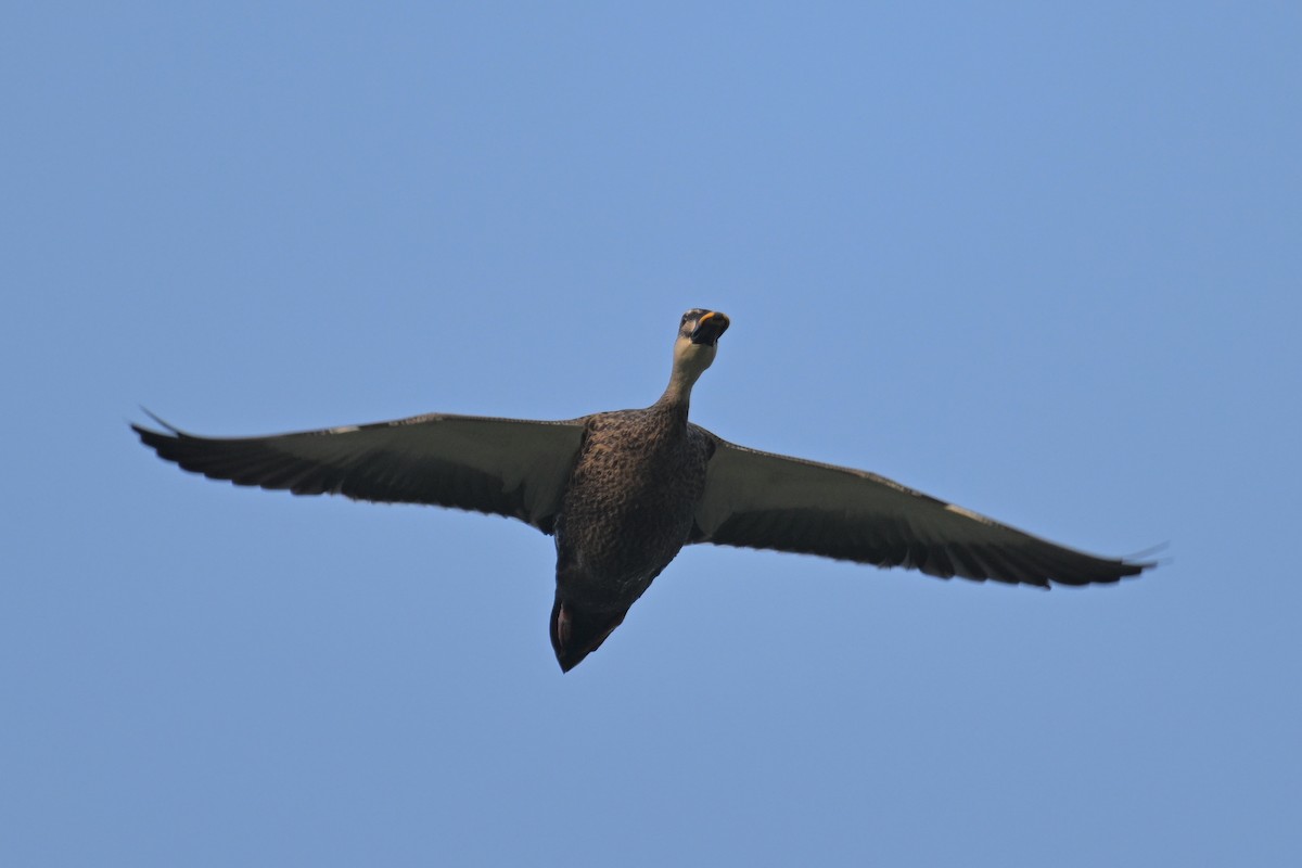 Eastern Spot-billed Duck - ML642739268