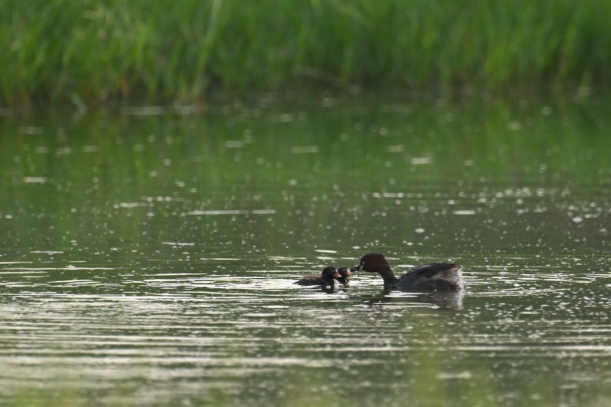 Little Grebe (Little) - ML642739274
