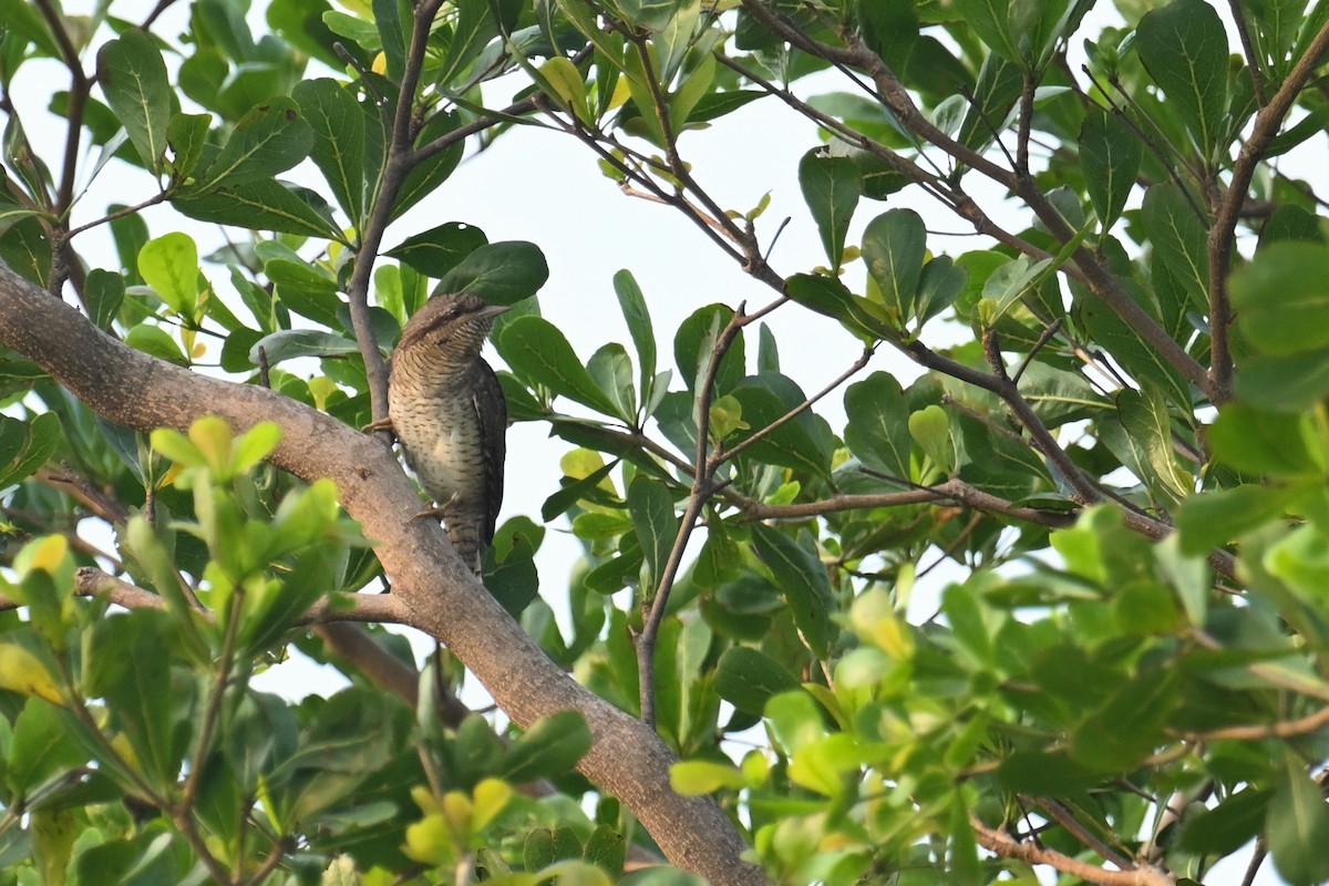 Eurasian Wryneck - ML642739280