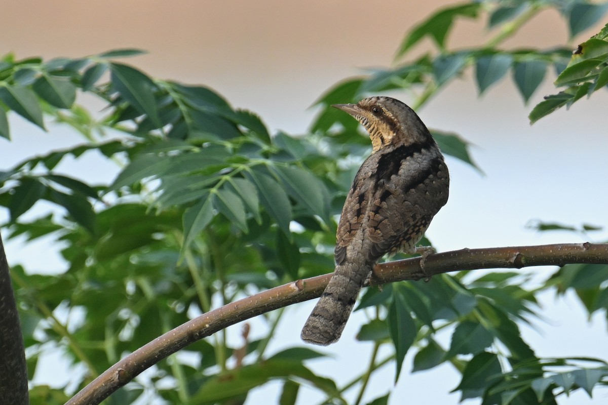 Eurasian Wryneck - ML642739281
