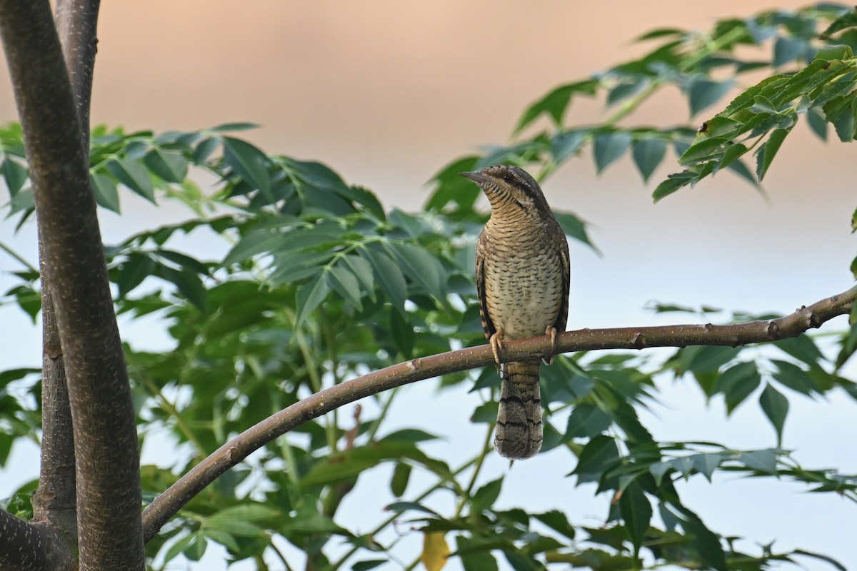 Eurasian Wryneck - ML642739282