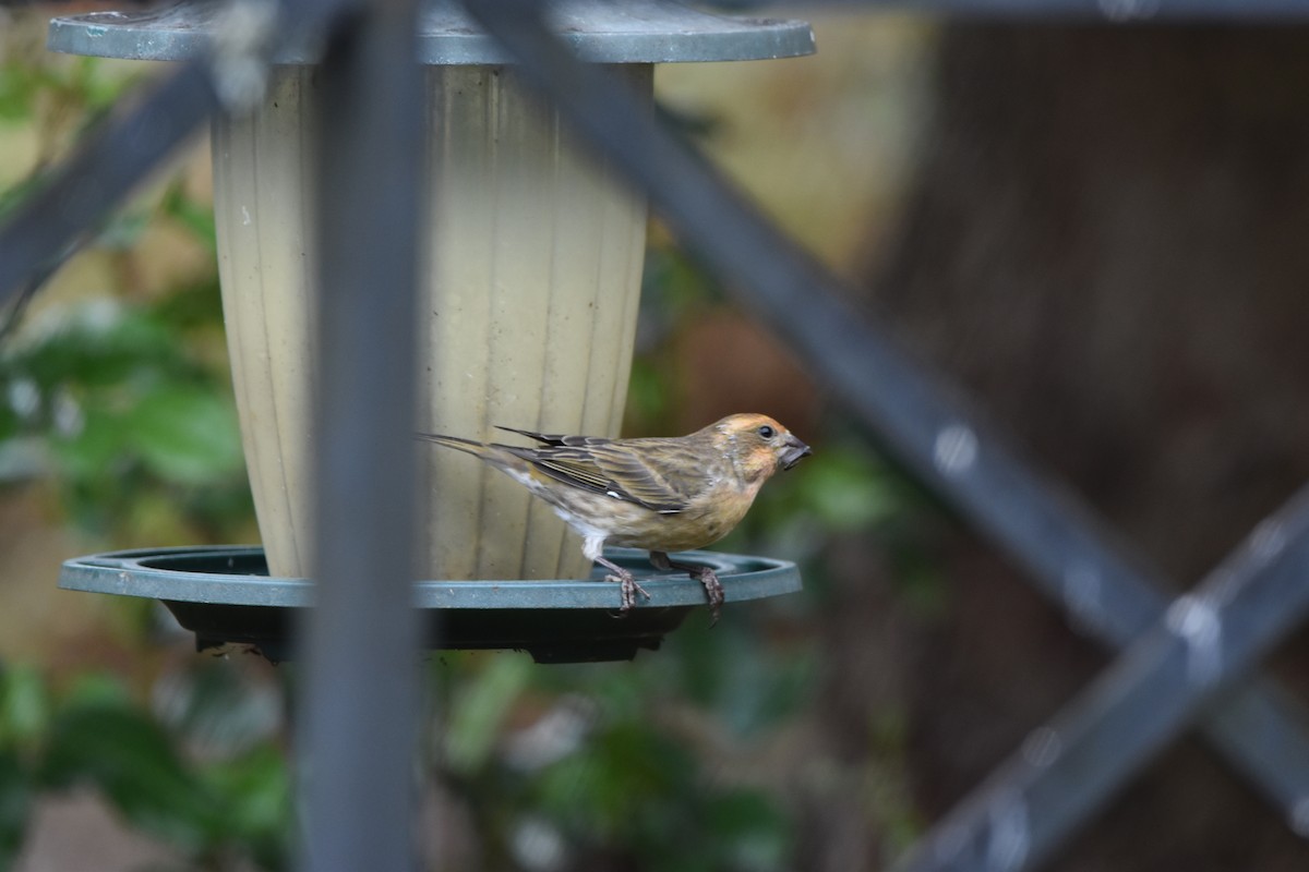 Purple Finch (Western) - ML642739311