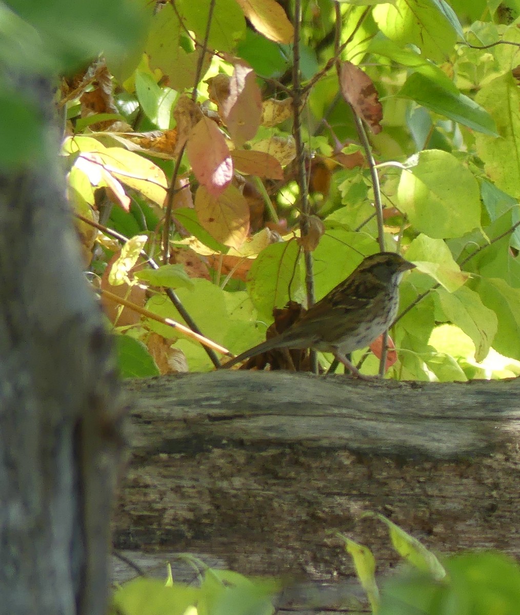 White-throated Sparrow - ML642739329