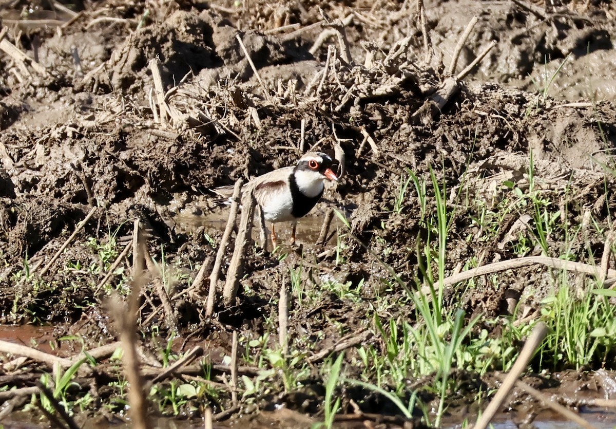 Black-fronted Dotterel - ML642739339