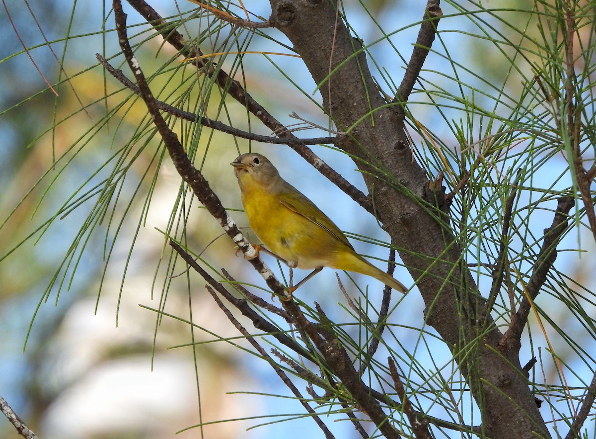 Nashville Warbler - ML642739351