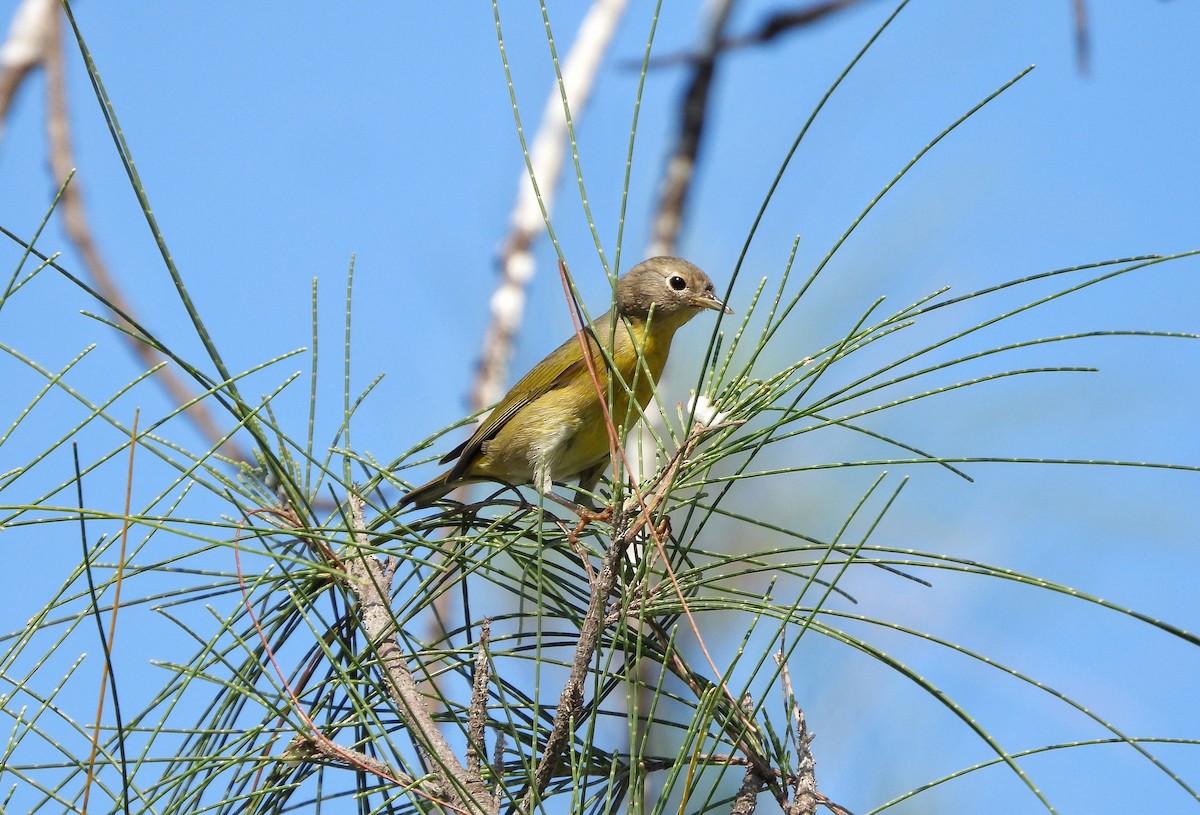 Nashville Warbler - ML642739352