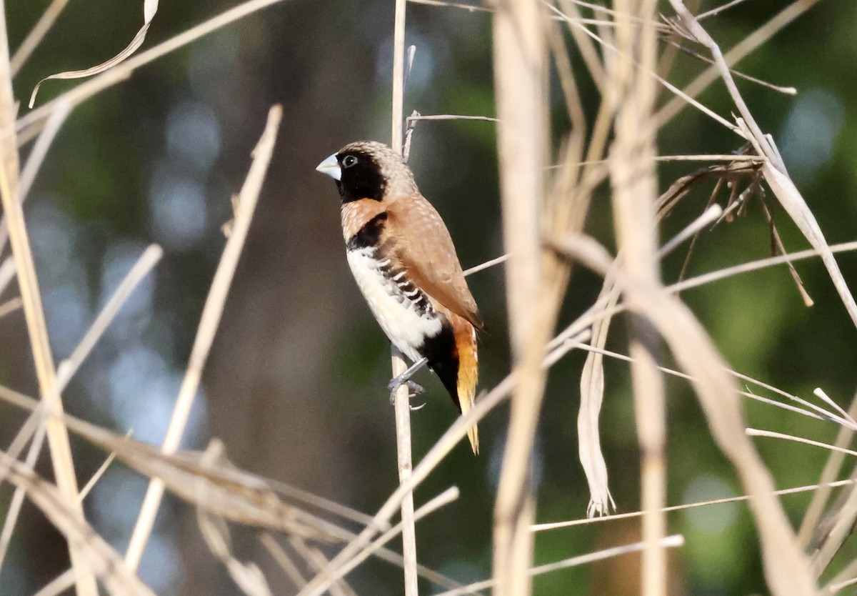 Chestnut-breasted Munia - ML642739353