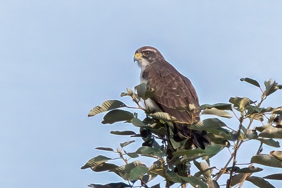 Short-tailed Hawk - ML642739430