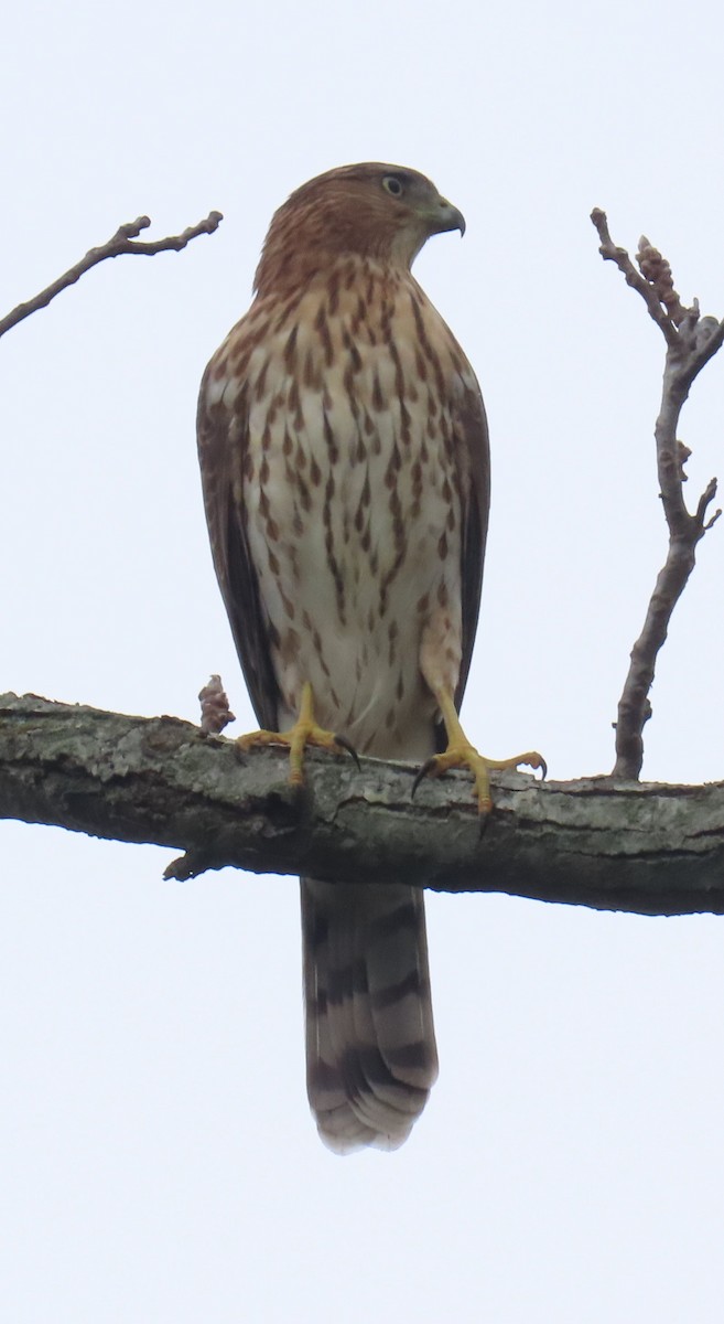 jestřáb americký - ML642739433