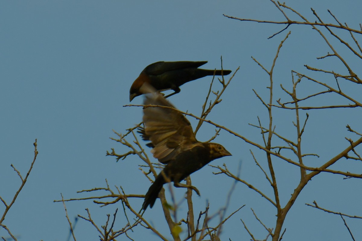 Brown-headed Cowbird - ML642739468