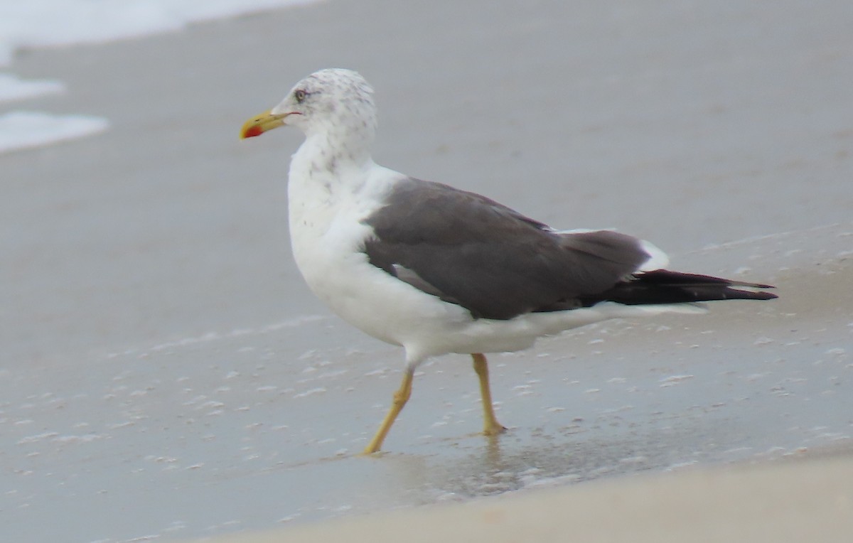 racek žlutonohý - ML642739514